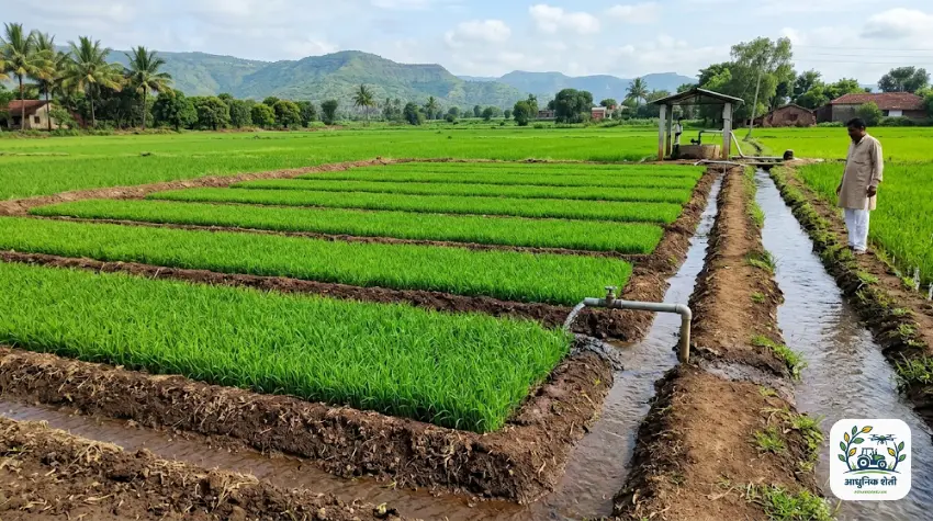 धान (भात) रोपवाटिका व्यवस्थापन