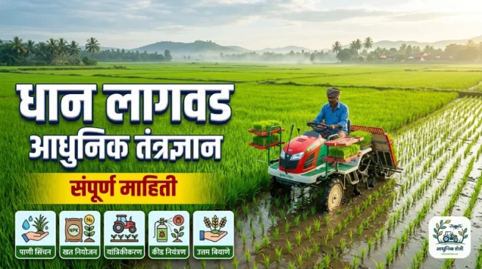 आधुनिक धान (भात) लागवड व्यवस्थापन