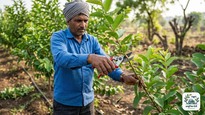 पेरू झाडाची छाटणी (Pruning)