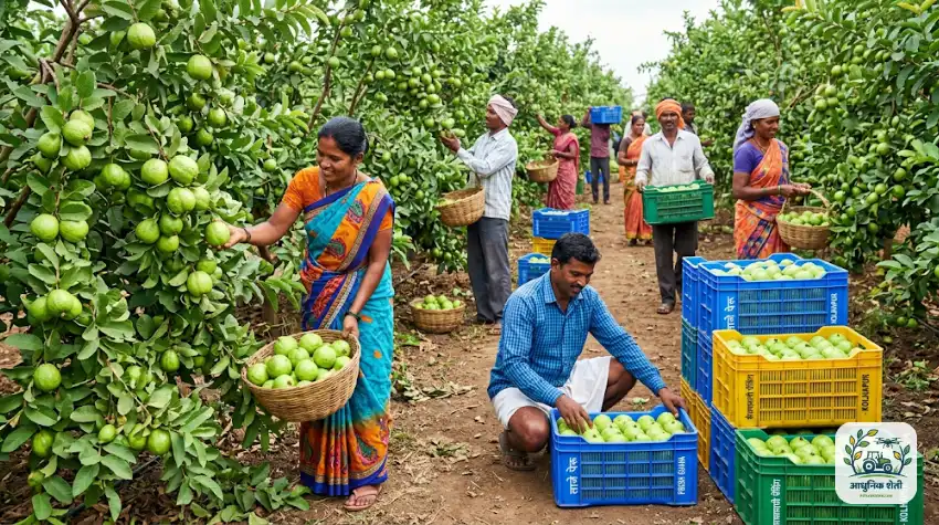 पेरू फळांची काढणी आणि पॅकिंग