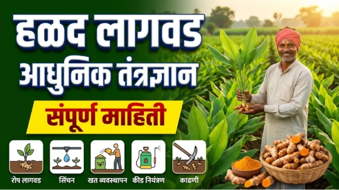 हळद लागवड आणि प्रक्रिया माहिती