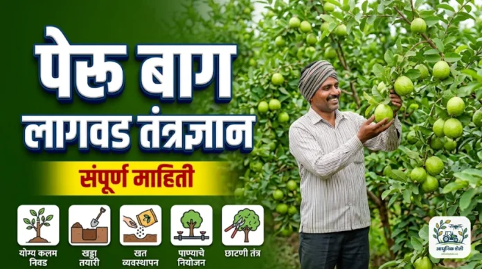 पेरू बाग लागवड तंत्रज्ञान
