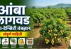 हाय-डेन्सिटी (High-Density) आंबा लागवड तंत्रज्ञान आणि व्यवस्थापन: संपूर्ण माहिती | आधुनिक शेती हाय-डेन्सिटी आंबा लागवड तंत्रज्ञान