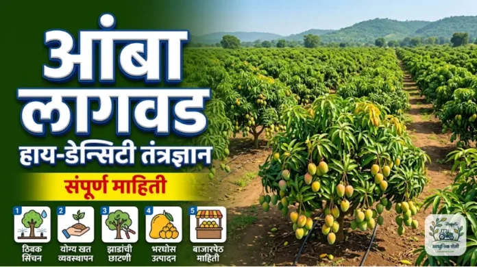 हाय-डेन्सिटी आंबा लागवड तंत्रज्ञान