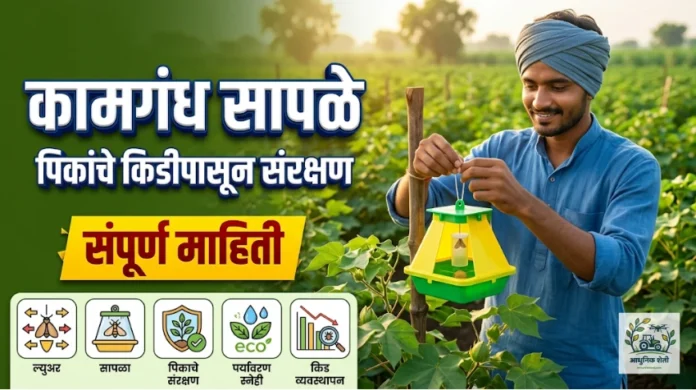 अळी नियंत्रणासाठी कामगंध सापळे वापरण्याची योग्य पद्धत आणि फायदे (Pheromone Traps) 🐛