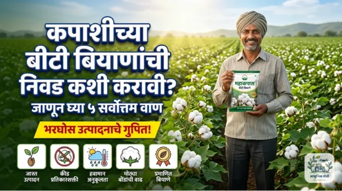 कपाशीच्या बीटी बियाणांची निवड कशी करावी - मुख्य चित्र