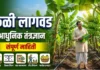 केळी लागवड संपूर्ण माहिती: जाती, खत व्यवस्थापन आणि भरघोस उत्पन्न (Banana Farming) केळी लागवड संपूर्ण माहिती आणि आधुनिक शेती
