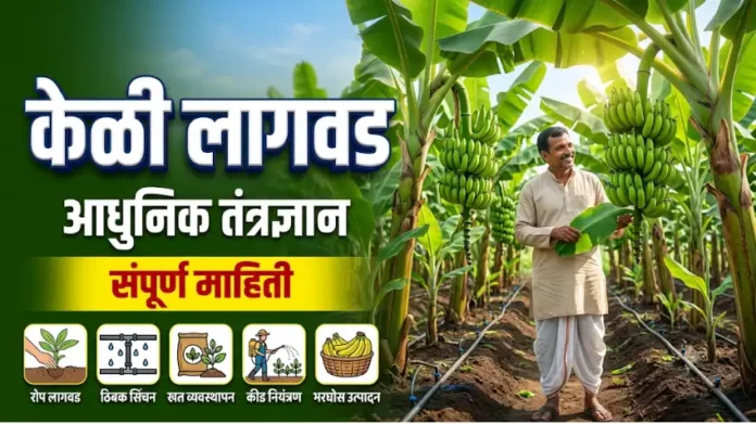 केळी लागवड संपूर्ण माहिती आणि आधुनिक शेती
