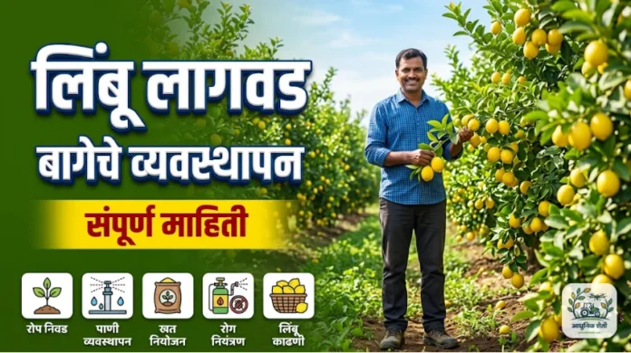 लिंबू लागवड तंत्रज्ञान