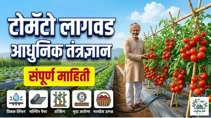 आधुनिक टोमॅटो लागवड तंत्रज्ञान