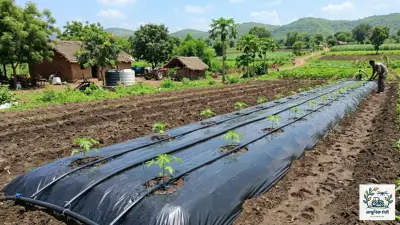 पपई लागवडीसाठी बेड आणि ठिबक सिंचन (Drip Irrigation) व्यवस्थापन.