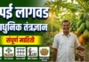 पपई लागवड: ए टू झेड माहिती | Papaya Farming in Marathi: मिळवा एकरी लाखोंचा नफा पपई लागवड (Papaya Farming) आणि भरघोस फळे आलेली पपईची बाग.
