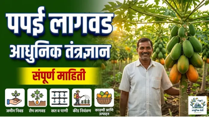 पपई लागवड (Papaya Farming) आणि भरघोस फळे आलेली पपईची बाग.