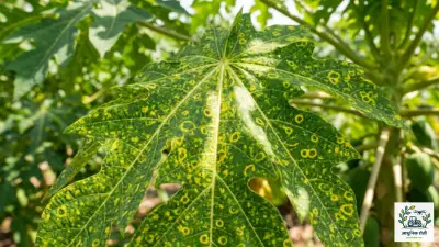 पपईवरील तिरंगा रोग (Ringspot Virus) आणि कीड नियंत्रण.