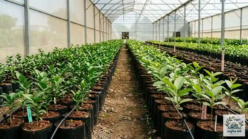 पॉलीहाऊस मधील रोपवाटिका आणि पिके