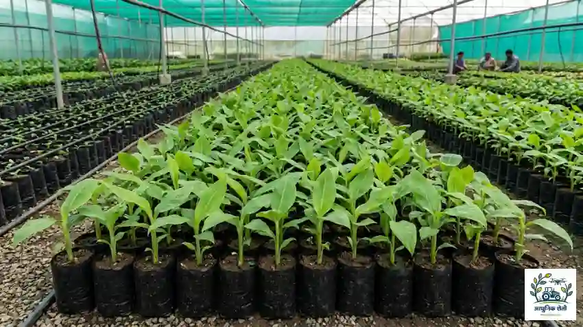 टिश्यू कल्चर केळी रोपे ग्रँड नैन