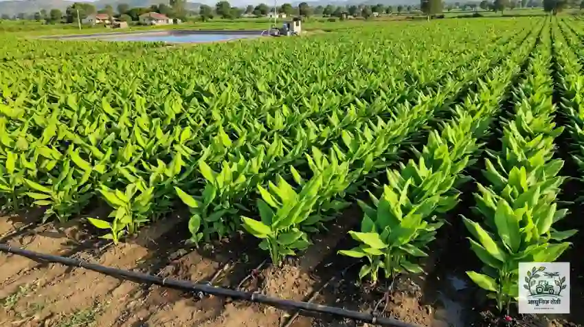 हळद खत व्यवस्थापन
