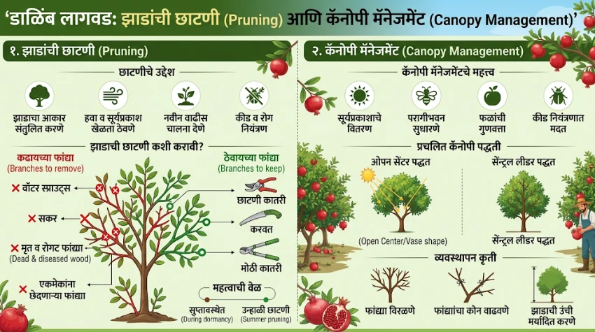 झाडांची छाटणी (Pruning) आणि कॅनोपी मॅनेजमेंट (Canopy Management)