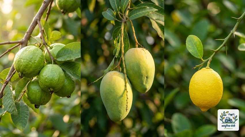 महाराष्ट्रातील लागवडीसाठी योग्य फळपिके
