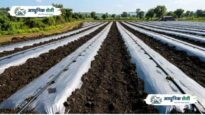 मल्चिंग पेपर (Mulching Paper) आणि ठिबक सिंचन (Drip Irrigation) तंत्रज्ञान