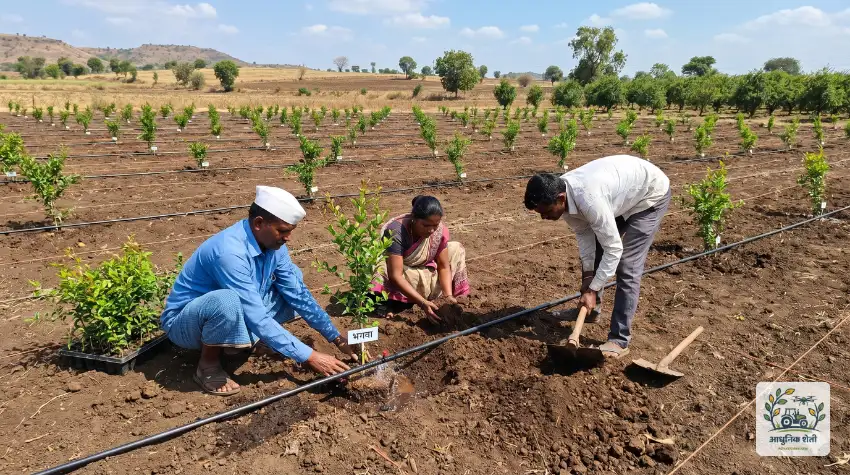 लागवड पद्धत आणि दोन झाडांतील योग्य अंतर