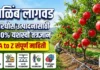 डाळिंब लागवड तंत्रज्ञान 2026: ए टू झेड माहिती | Dalimb Lagwad आधुनिक डाळिंब लागवड