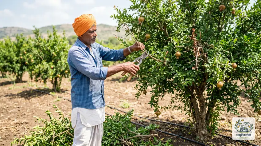 कडक छाटणी (Heavy Pruning): 