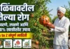 डाळिंबावरील तेल्या रोग (Telya Rog): कारणे, लक्षणे आणि 100% खात्रीशीर उपाय