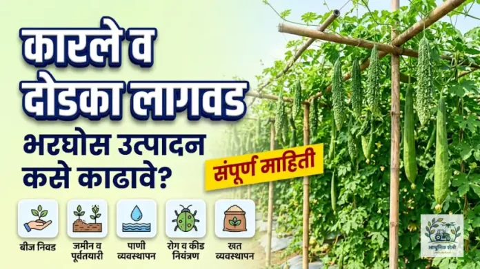 कारले व दोडका लागवड आधुनिक मंडप पद्धत
