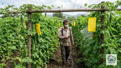 कारले पिकावरील रोग आणि कीड नियंत्रण