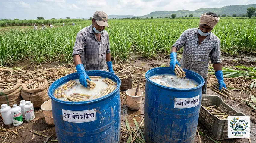 ऊस बेणे प्रक्रिया