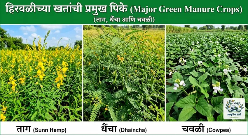 महाराष्ट्रातील शेतकऱ्यांसाठी हिरवळीची सर्वोत्तम पिके