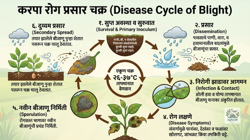 करपा रोगाचा प्रसार कसा होतो? (Disease Cycle of Blight)