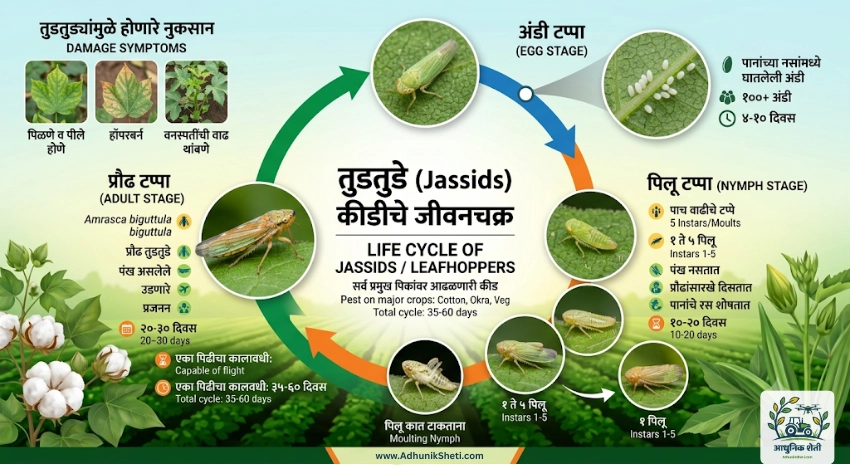 तुडतुडे कीडीचे जीवनचक्र (Life Cycle of Jassids)