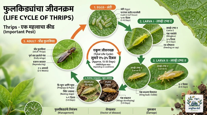 फुलकिड्यांचा जीवनक्रम (Life Cycle of Thrips)
