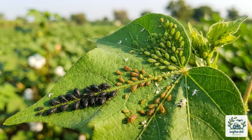 मावा किडीचे प्रकार आणि रंग (Types and Colors of Aphids)