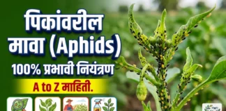 पिकांवरील मावा (Aphids) कीड नियंत्रण: कारणे, लक्षणे आणि १००% खात्रीशीर उपाय (A to Z Guide) मावा कीड नियंत्रण आणि व्यवस्थापन