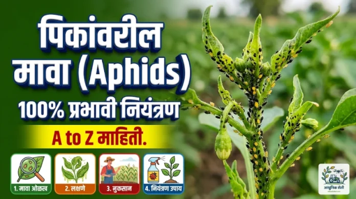 मावा कीड नियंत्रण आणि व्यवस्थापन