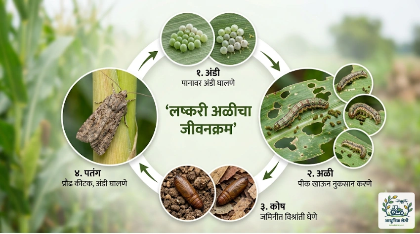 लष्करी अळीचा अंडी ते पतंग असा संपूर्ण जीवनक्रम.