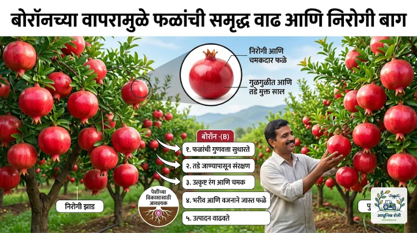 बोरॉनच्या वापरामुळे फळांची होणारी चांगली वाढ.