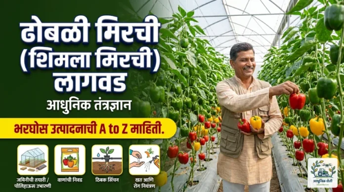 ढोबळी मिरची आधुनिक लागवड तंत्रज्ञान