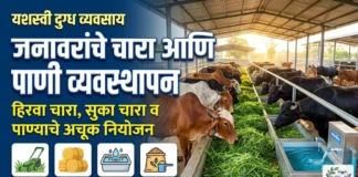 यशस्वी दुग्ध व्यवसाय: जनावरांचे चारा आणि पाणी व्यवस्थापन (Fodder Management) A to Z माहिती यशस्वी दुग्ध व्यवसाय: जनावरांचे चारा आणि पाणी व्यवस्थापन (Fodder Management) A to Z माहिती