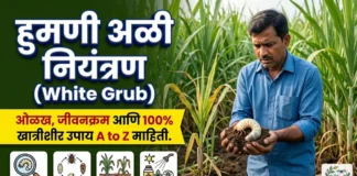 पिकांवरील हुमणी अळी (White Grub) नियंत्रण: १००% खात्रीशीर उपाय आणि संपूर्ण माहिती पिकांवरील हुमणी (White Grub) नियंत्रण: १००% खात्रीशीर उपाय आणि संपूर्ण माहिती