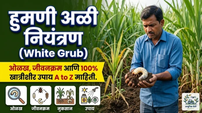 पिकांवरील हुमणी (White Grub) नियंत्रण: १००% खात्रीशीर उपाय आणि संपूर्ण माहिती