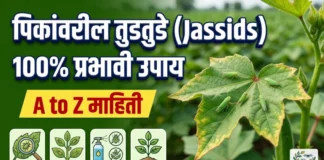 पिकांवरील तुडतुडे (Jassids) नियंत्रण: लक्षणे, कारणे आणि 100% प्रभावी उपाय | Tudtude Niyantran पिकांवरील तुडतुडे कीड नियंत्रण आणि व्यवस्थापन