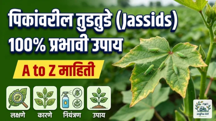 पिकांवरील तुडतुडे कीड नियंत्रण आणि व्यवस्थापन