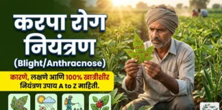करपा (Blight/Anthracnose) रोग: कारणे, लक्षणे आणि 100% खात्रीशीर नियंत्रण उपाय करपा (Blight/Anthracnose) रोग: कारणे, लक्षणे आणि 100% खात्रीशीर नियंत्रण उपाय