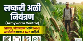 लष्करी अळी नियंत्रण (Fall Armyworm): ओळख, जीवनक्रम आणि 100% खात्रीशीर उपाय लष्करी अळी नियंत्रण (Fall Armyworm): ओळख, जीवनक्रम आणि 100% खात्रीशीर उपाय