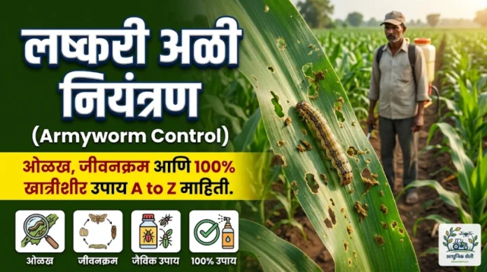 लष्करी अळी नियंत्रण (Fall Armyworm): ओळख, जीवनक्रम आणि 100% खात्रीशीर उपाय