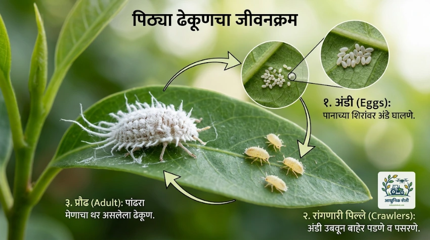 पिठ्या ढेकूण किडीचा जीवनक्रम (अंडी, पिल्लू आणि प्रौढ अवस्था)